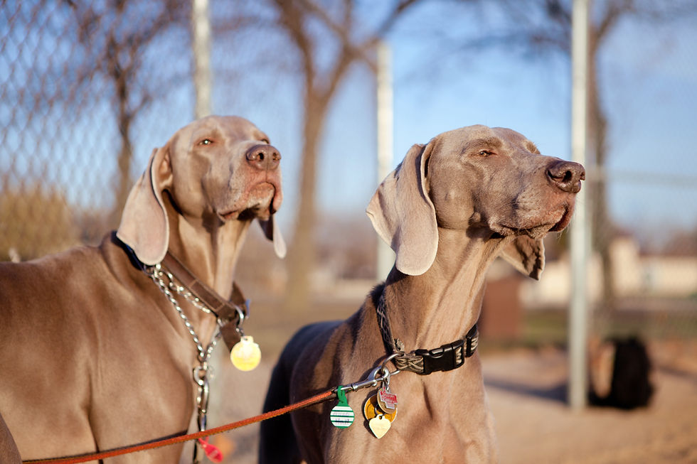 deux chiens regardent ll