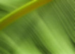 Green Leaf Closeup