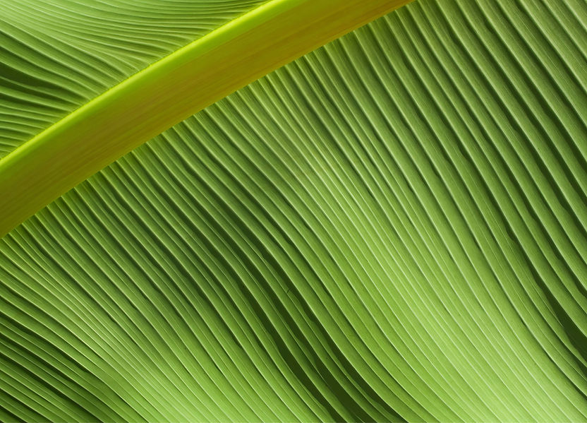 Primer plano de la hoja verde