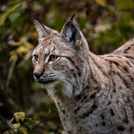 Iberian Lynx cat