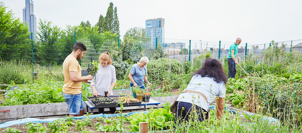 jardin communautaire