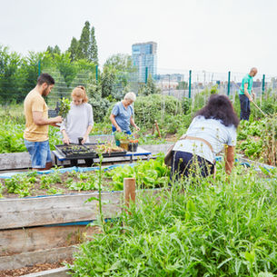 Community garden in a city.