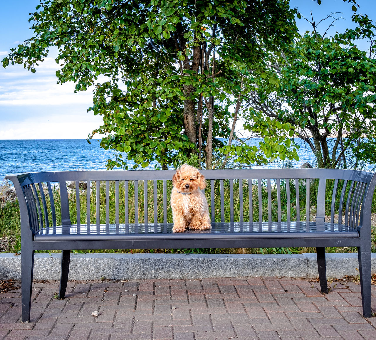 Dog Portrait