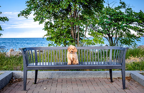Dog on Bench