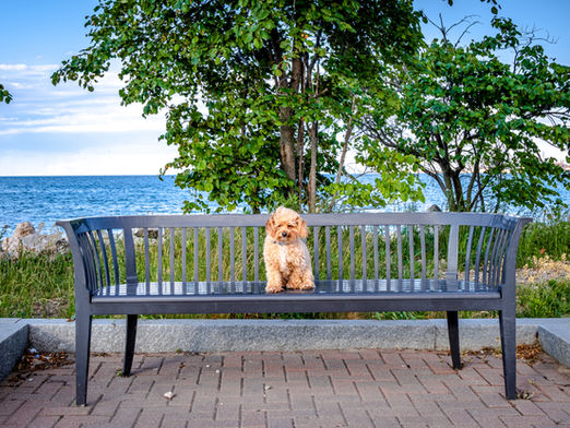 A pet resting on a bench neart the beach