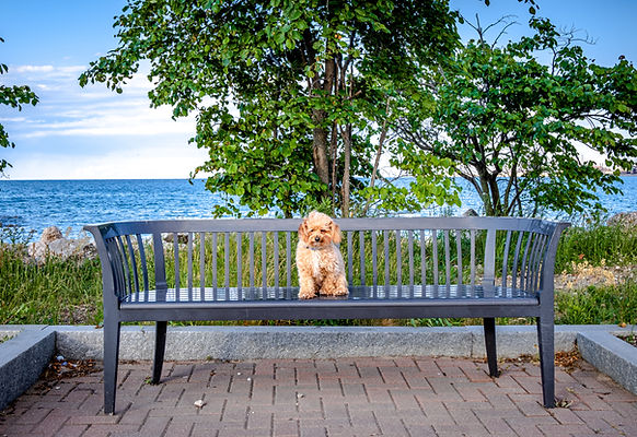 Dog Portrait
