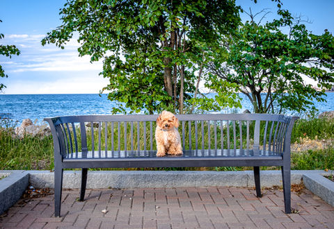 Dog Portrait