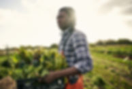 Farming Leafy Greens