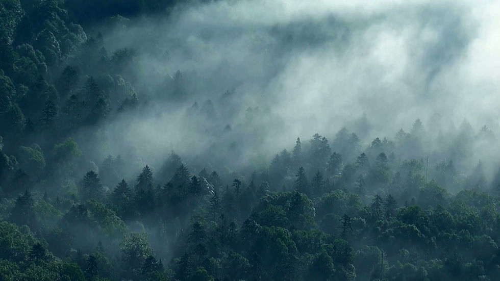 Mist Over Lush Forest