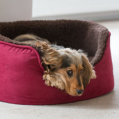 Spaniel im Hundebett - was benötige ich vor dem Einzug meines Hundes?