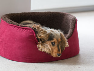 CBD as a Calming Agent for Your Anxious Dog
