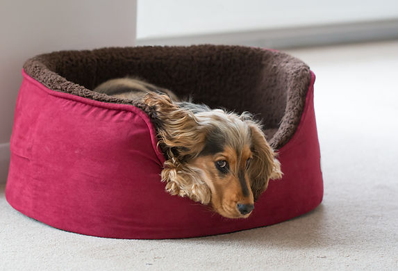 Dog in Pet Bed