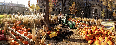 Pumpkin Patch