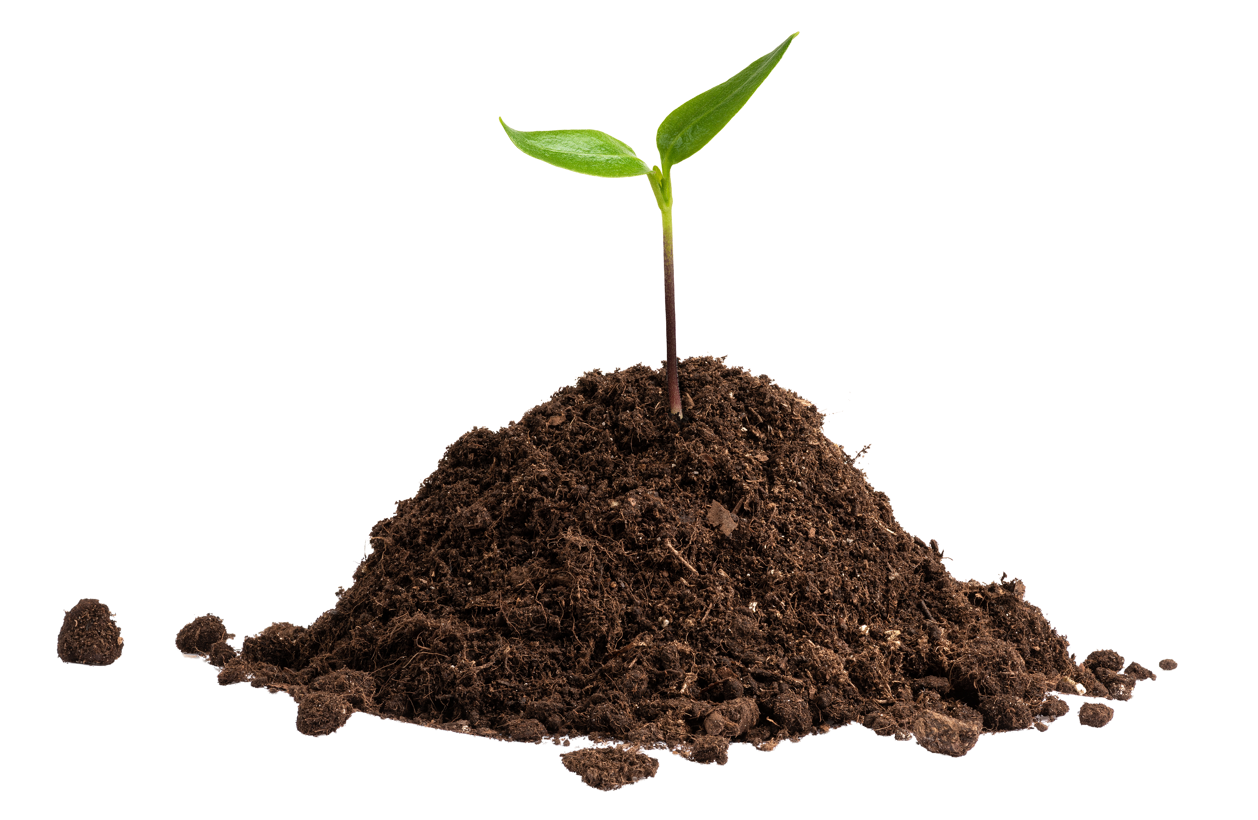 Writer: Trellis HR Expert