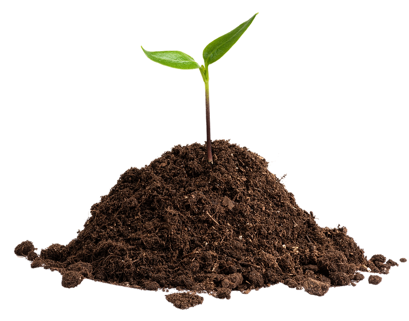 Seedling In Soil