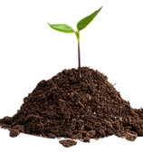 Seedling In Soil