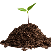 Jeune plantule dans le sol