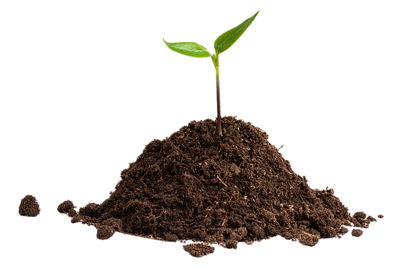 Seedling In Soil