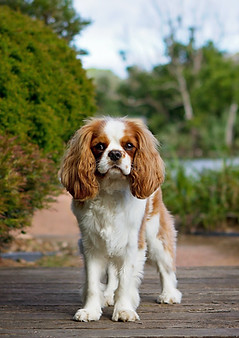 Cavalier King Charles Spaniel