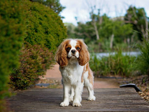 The Importance of Puppy Dewclaw Removal: Understanding the Process and Benefits