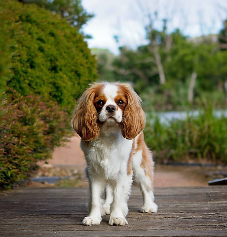 Cavalier King Charles Spaniel