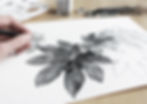 Leaves Drawing