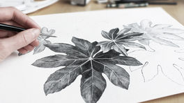 Learn to draw with Charcoal or Pastel - Private or Group lessons.