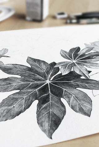 Leaves Drawing