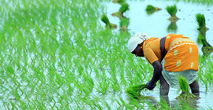 Kharif sowing falls 9% even as rains pick up