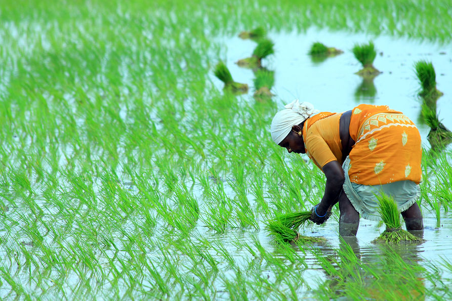 Crop Sowing