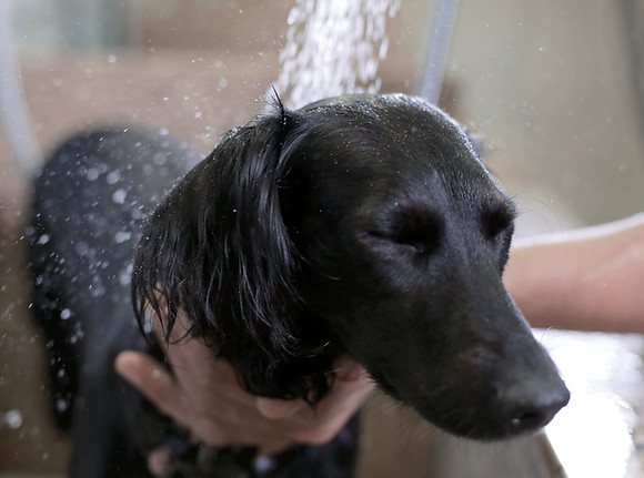 Washing the Dog