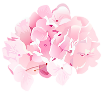 Pink Hydrangea Illustration