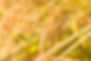 稲