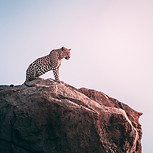 Leopard On Rocky Cliff