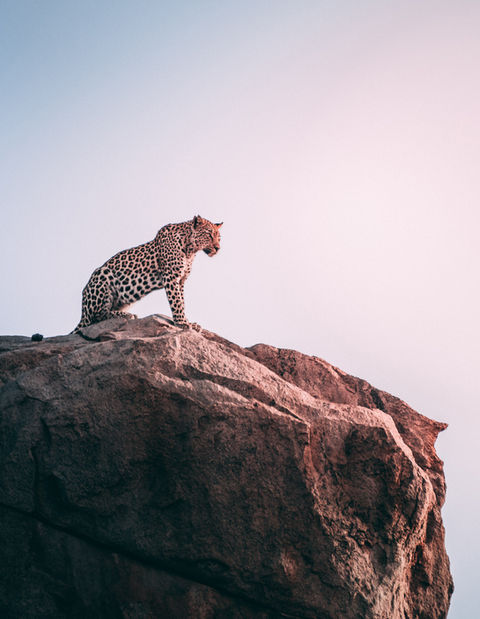 Leopard perched on a rock overlooking a seascape at sunset.