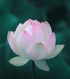Pink Lotus Blossom
