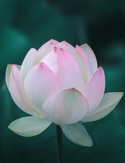 Pink Lotus Flower