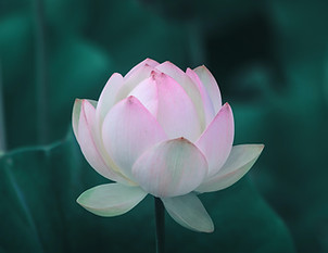 Pink Lotus Blossom