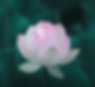 Pink Lotus Flower