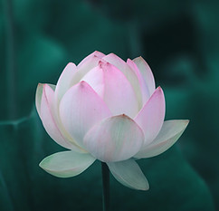 Fleur de lotus anavrin projet contact gueugnon
