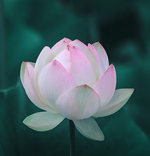 Pink Lotus Flower