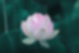Rosa Lotusblume
