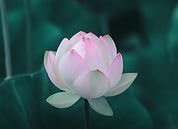 Pink Lotus Flower