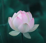 Pink Lotus Blossom