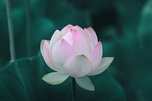 Rosa Lotusblume
