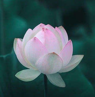 Rosa Lotusblume