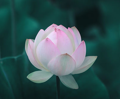 Pink Lotus Blossom