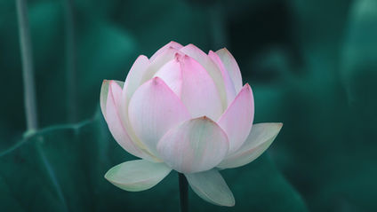 The Lotus Within