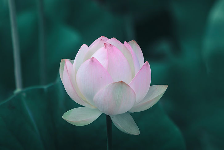 Fleur de lotus rose