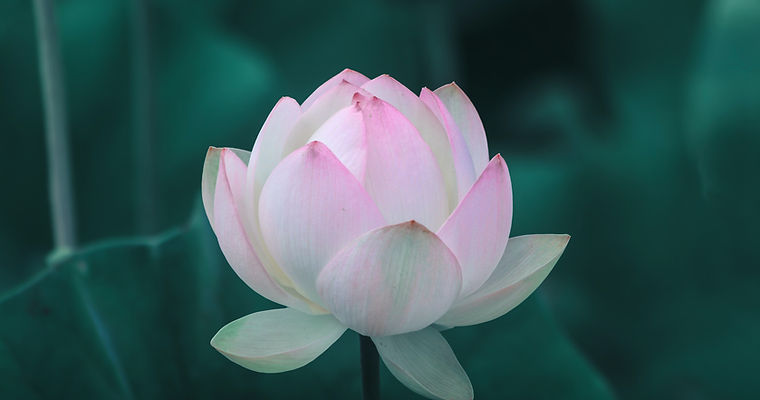 Fiore di loto rosa